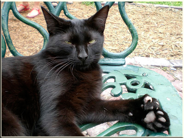 chat noir poly